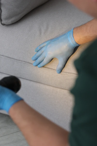 Traitement chenille processionnaire à Rennes par SOS Expert Hygiène